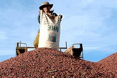 Coffee exporters complain about management activities