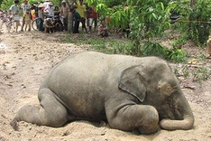 Elephants push back against human encroachment