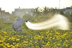 HCM City's flower farms ready for Tet