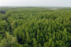 Finland helps Vietnam build forestry database
