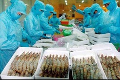 South Korea’s ethoxyquin standard worries Vietnamese shrimp exporters