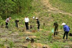 Farms pose new threat to forests