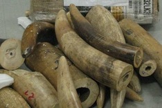 Police seize 137 kilos of ivory from Kenya