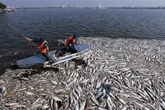 Hanoi to stop fish farming in the West Lake