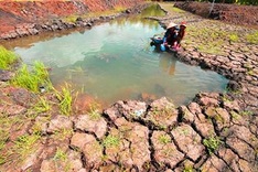 Mekong Delta farmers struggling with aftermath of drought, salinity