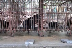 Quang Ninh's farms asked to send bears to Tam Dao Bear Sanctuary