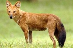 Farmers kill rare wolves to protect livestock