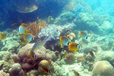 Scientists successfully revitalizes, cultivates hard corals