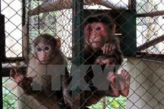 Animals released into wild in Quang Ninh