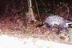 Civet species thought to be extinct found in central Vietnam