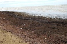 Dead seaweed washed up in Quang Binh Province