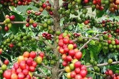 New training centre for Vietnam coffee producers