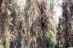 Forest fire in Ca Mau at alarming level