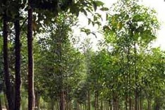 Forest areas sharply narrowed down