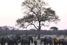 22 more elephants poisoned to death in Zimbabwe
