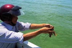 Juvenile lobsters rescued, released into the ocean