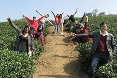 Blumea blooms, tea gardens lure backpackers to Moc Chau