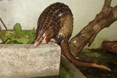 Pangolins rescued in Thanh Hoa