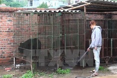 Quang Ninh to move all bears to Tam Dao Rescue Centre