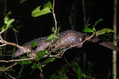 Over 60 critical endangered pangolins saved