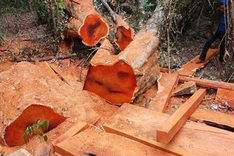 Investigation launched into forest destruction in Dak Lak