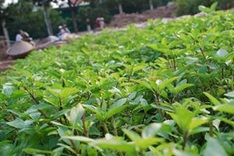 Hanoi's plans for preserving a traditional herb
