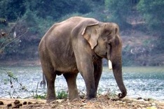 Urgent measures needed to protect elephants