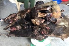 Woman found selling dead monkeys