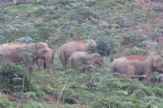 Wild elephants storm Nghe An village