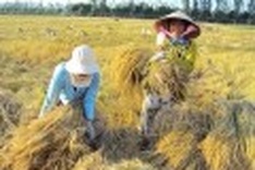 Vietnam can export 7.4 mln tonnes of rice this year