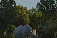 Kenyan policeman arrested with illegal rhino horn