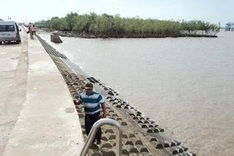 Forest is dying, sea is marching into mainland