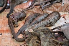 Pangolins under threat in Gabon as demand surges in Asia