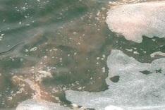 Red tide appears on Haiphong shore