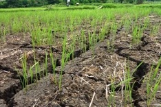 Vietnam calls for investment to battle agriculture- related climate change