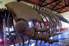 Largest whale skeleton in Southeast Asia