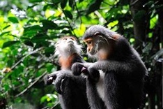 Vietnamese primatologists discover 500 grey-shanked douc langurs