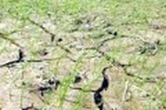 Central land fears devastating drought to be followed by monsoon