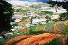 Da Lat’s take on terraced fields