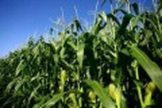 Prime Minister okays foreign-funded projects on agriculture
