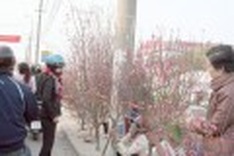 Hanoi's largest Tet flower market to be relocated