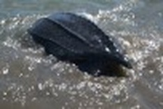Rare sea turtle released back into the wild