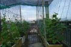 City-dwellers take vegetables into their own hands