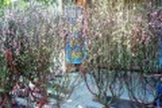 Full blooms look nice but not for growers