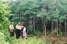 Germany helps protect forest in Vietnam, Laos