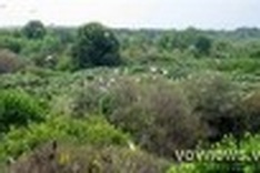 Japan supports USD2.5 million to plant mangrove forest