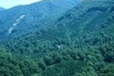 Deputy PM calls for better forest development