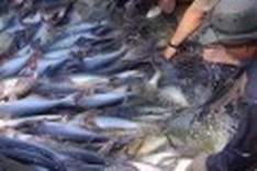 EU wants to import more tra fish