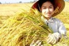 Soc Trang to host 2nd Rice Festival
