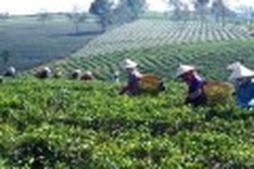 Agricultural sector aims to boost added value